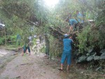 Thanh niên xung kích phường Tân Thạnh ra quân phát quang, dọn dẹp cây bị ngã đỗ do bão số 4