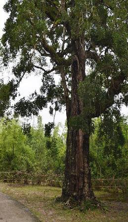 Hình ảnh cây Rỏi tại thôn Thạch Tân, xã Tam Thăng, TP. Tam Kỳ
